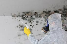 Why You Should Choose Our Mold Remediation Services in Hudson, NY